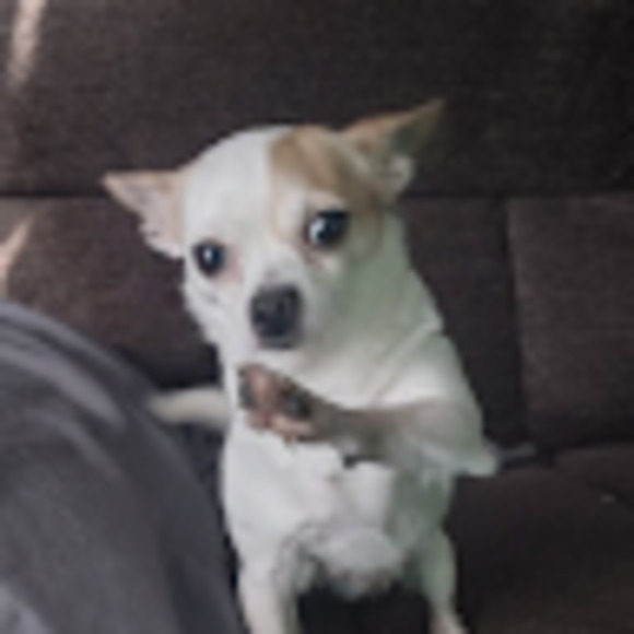 Meet your Posher, Rafael - Picture 1 of 1